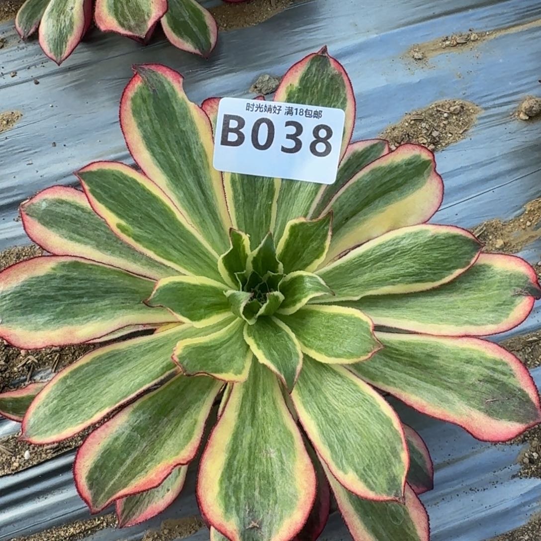 038魅影多肉植物