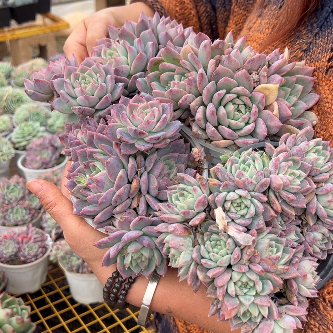 精品多肉双花四个