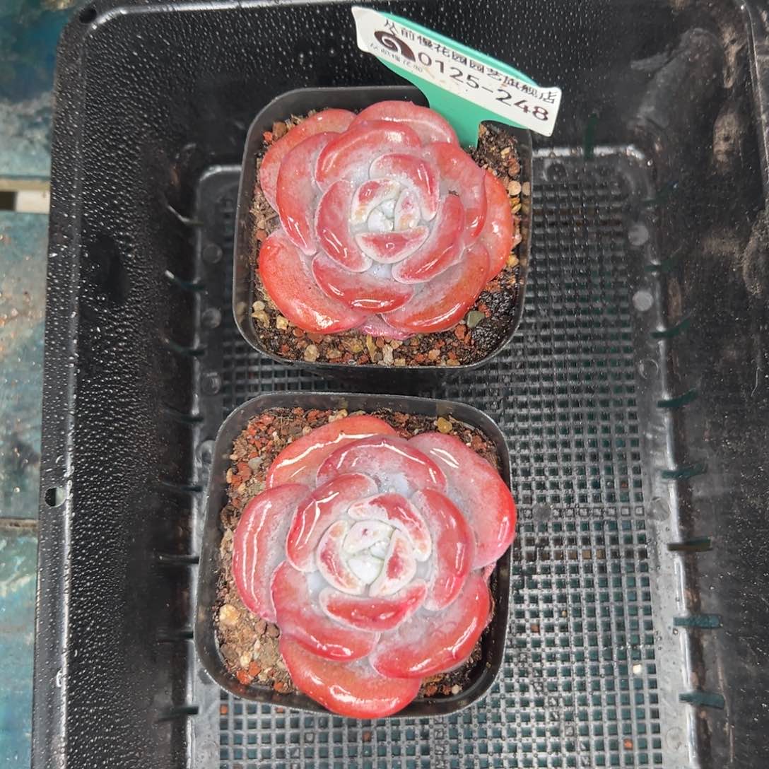 多肉一物一拍0125-248