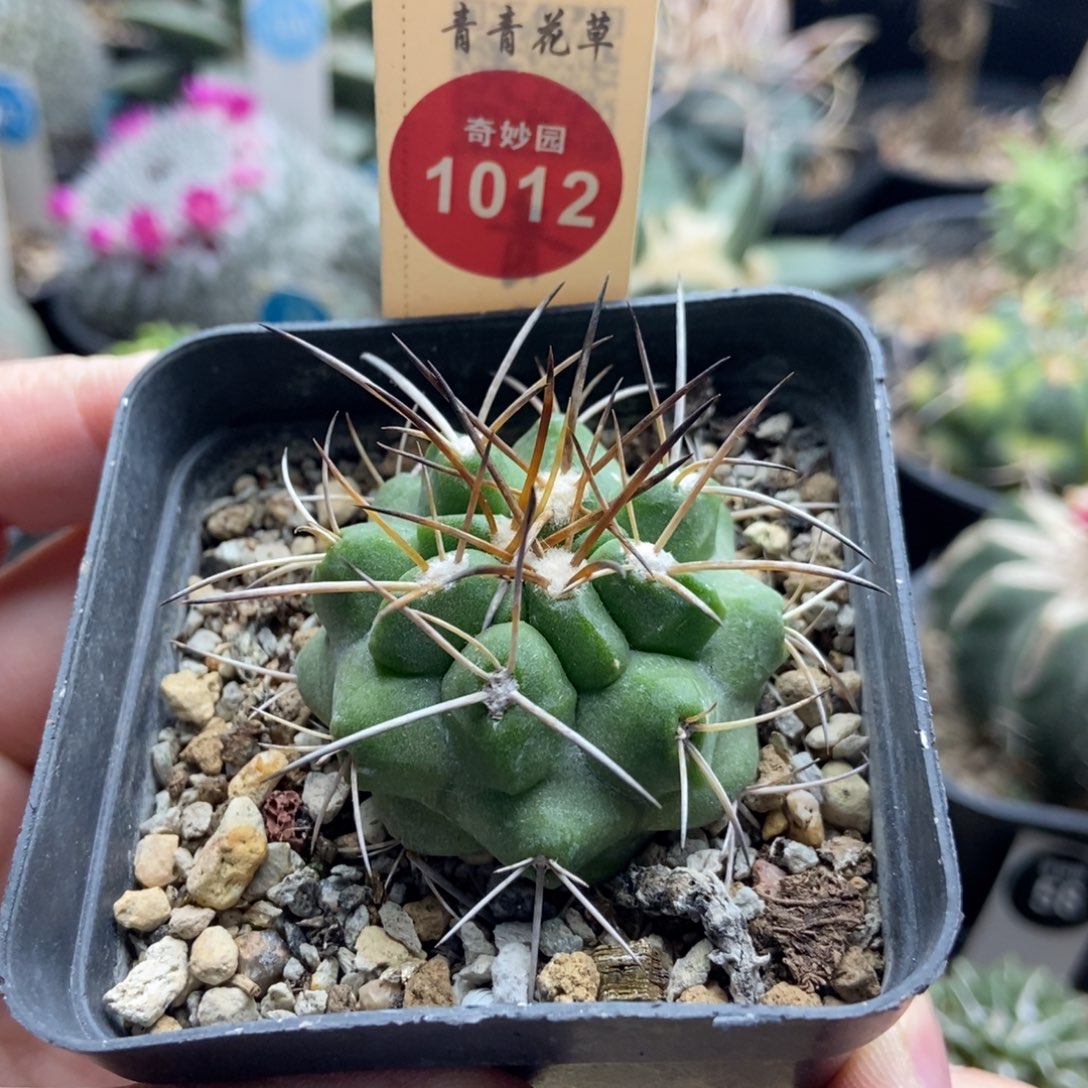 实生狂刺龙爪球4.2cm