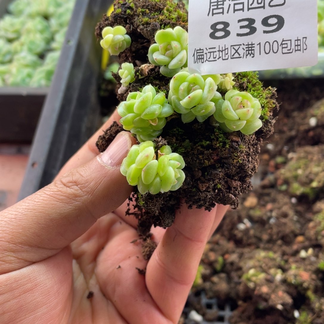 稻***米008珍妮一物一拍839…