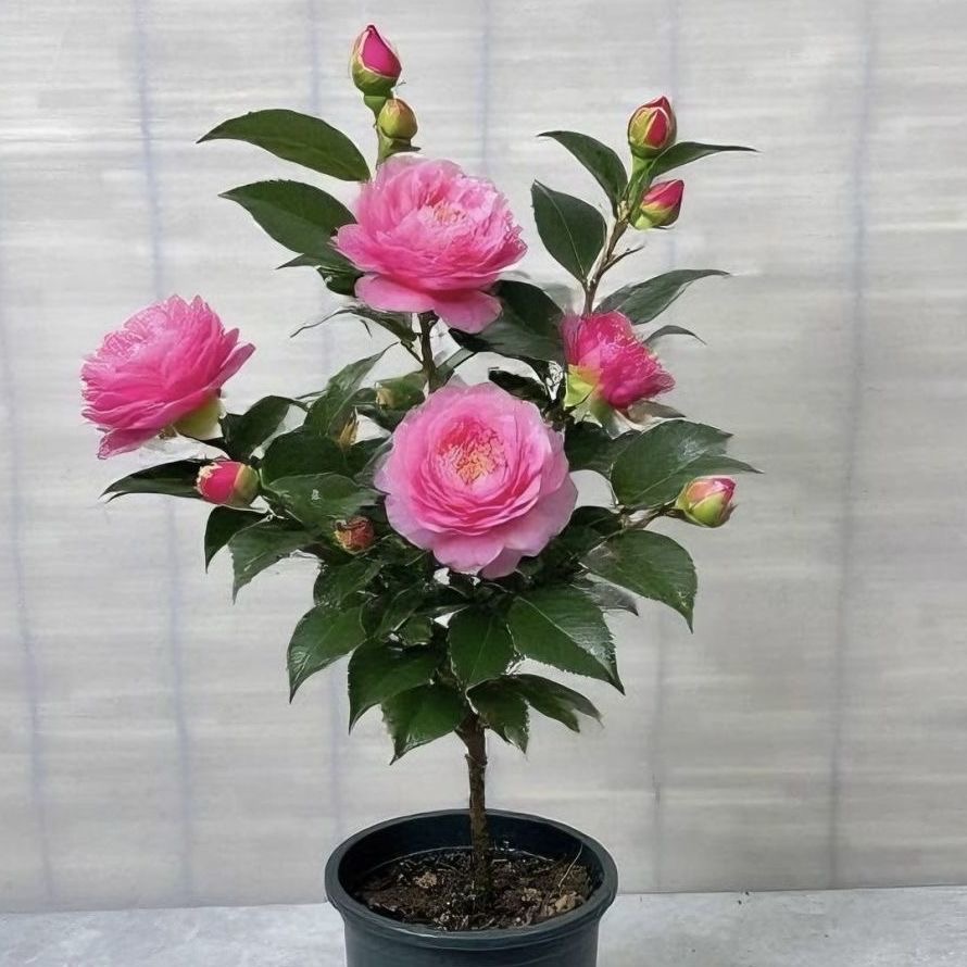 新疆包邮 香纪茶花四季茶花