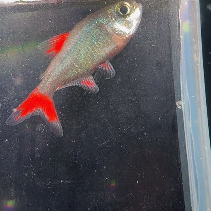灯科鱼左下缸5号4红灰太狼2.5cm左右 一条