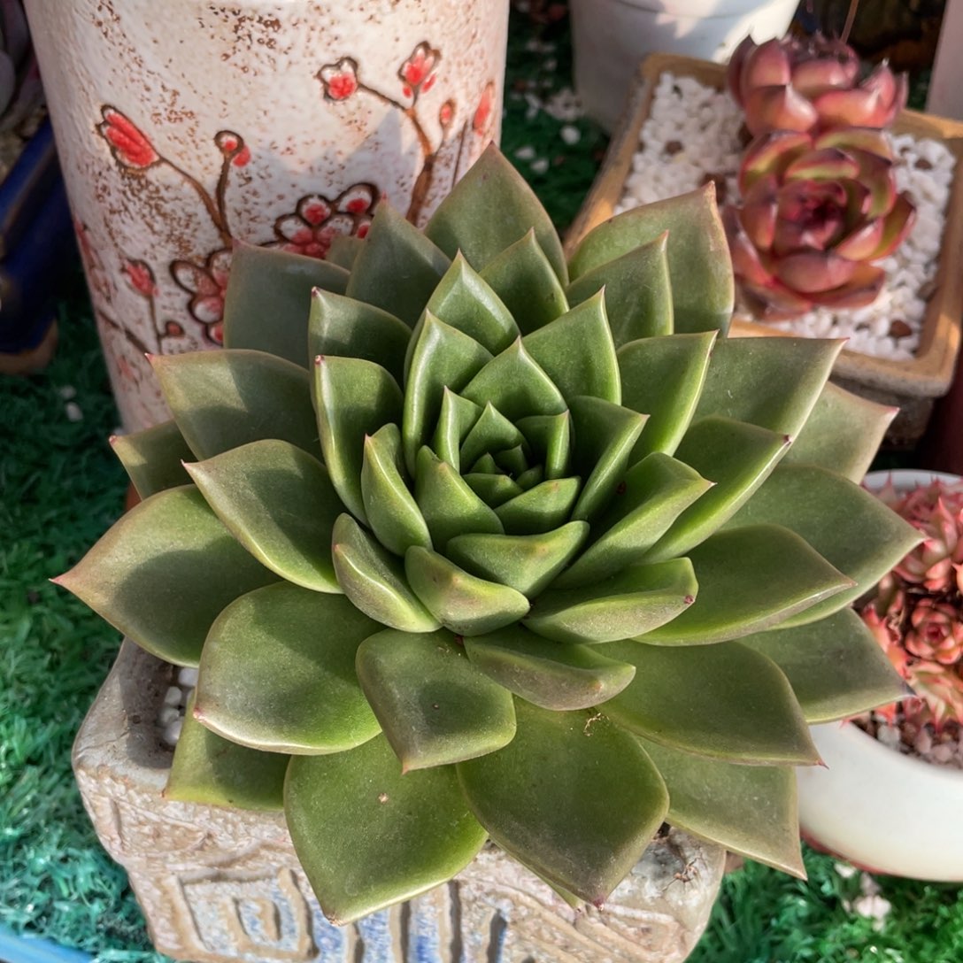 多肉植物盆栽多肉