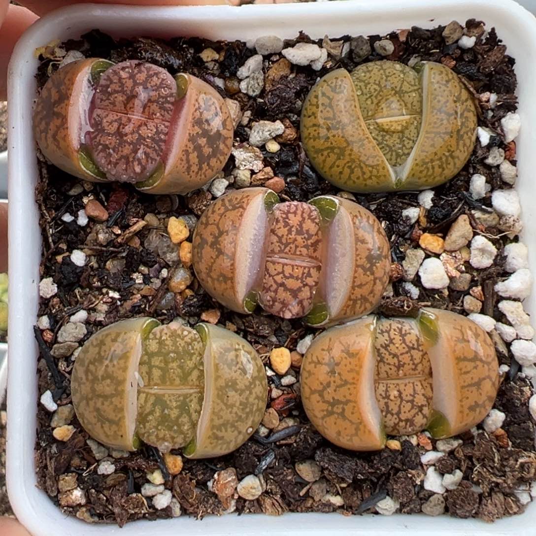 1.23好看的多肉432