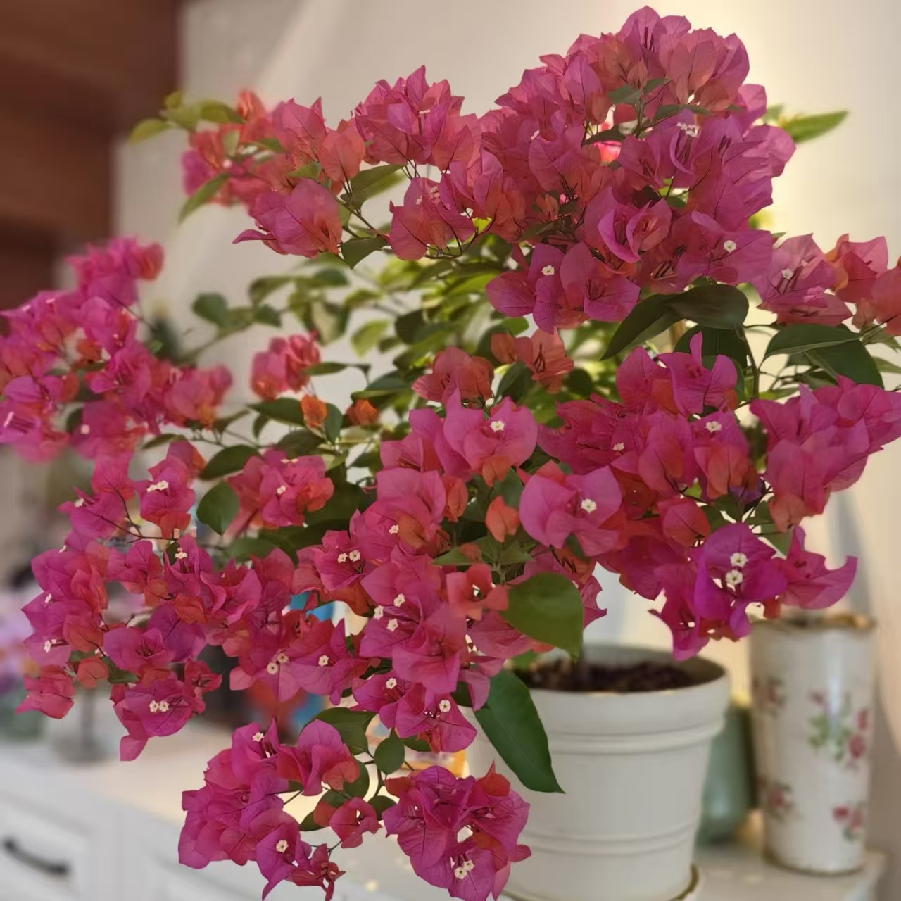 （同安红）红色三角梅四季开花红色花盆栽好养修剪带盆不带花发