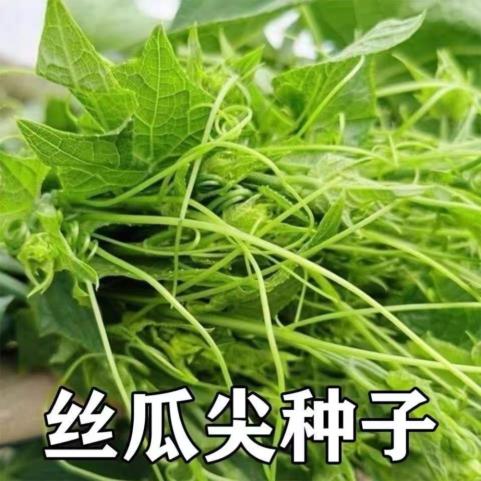 【新种子】好吃丝瓜尖种子龙须菜耐热菜四季丝瓜藤尖苗农家蔬菜孑