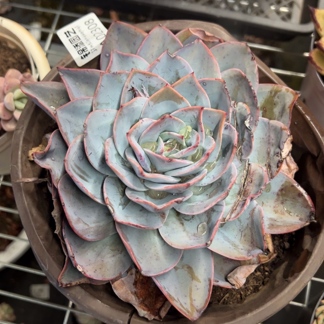 布鲁蓝大单头多肉