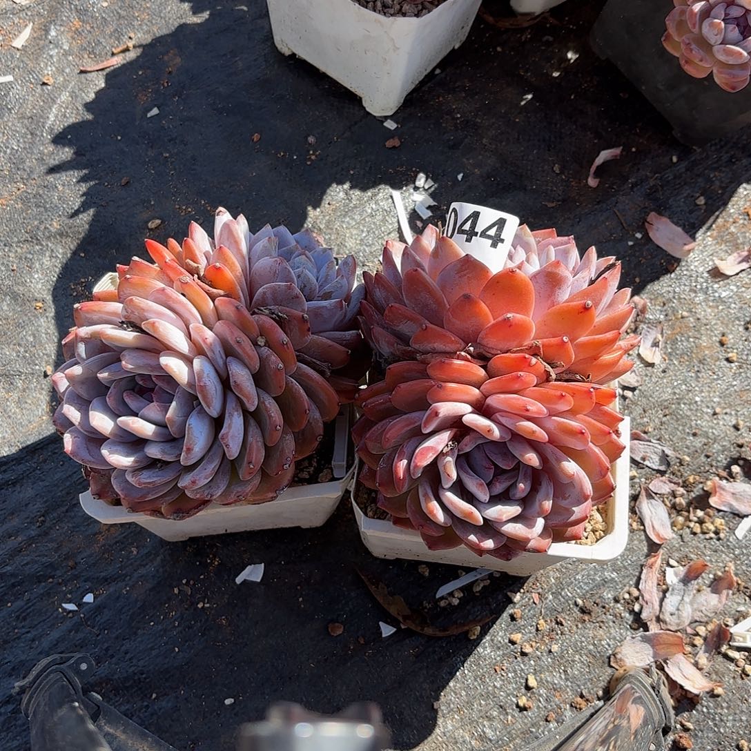 044两颗双头包邮包邮