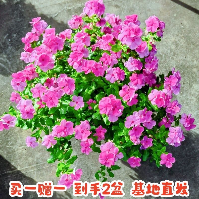 长春花大苗盆栽四季观花五叶花卉梅花苗带花苞发货阳台窗客厅庭院