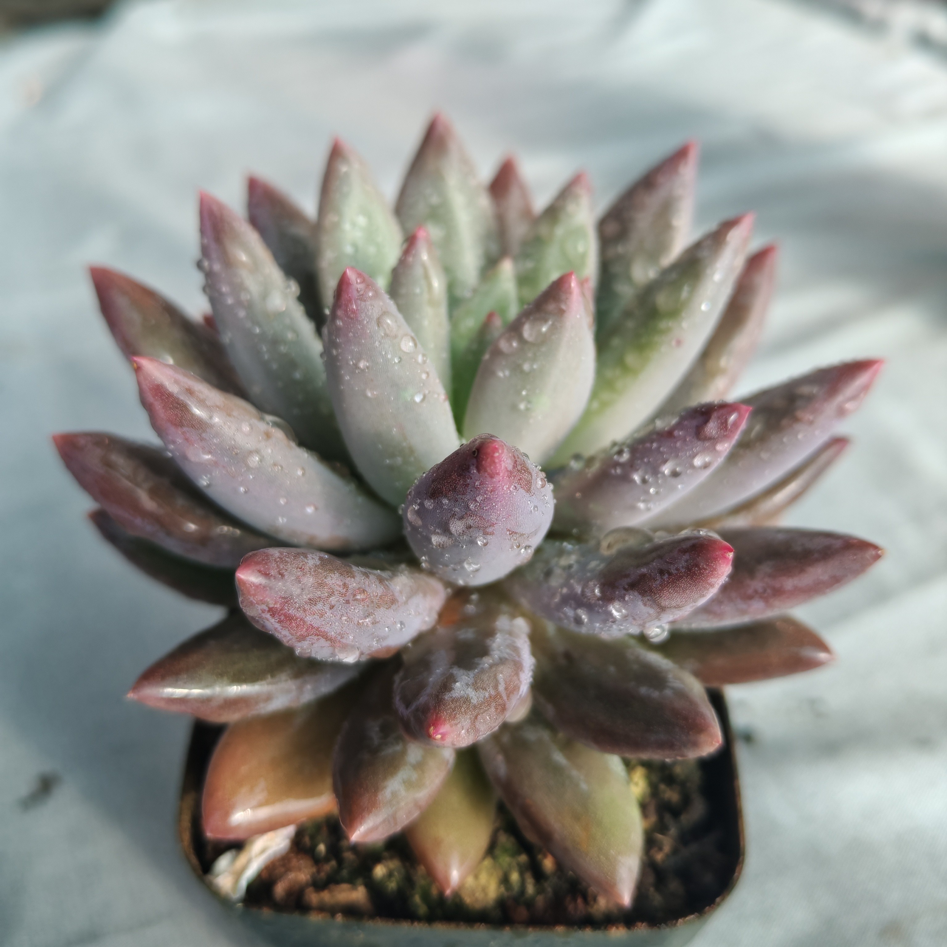 单头虞美人精控精养多肉植物【新疆包邮】