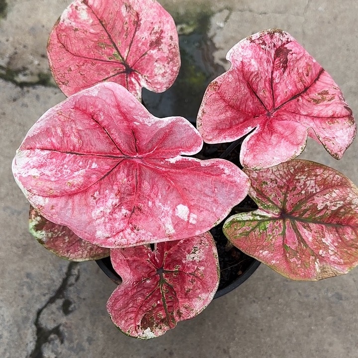 61-1225彩叶芋广东现货