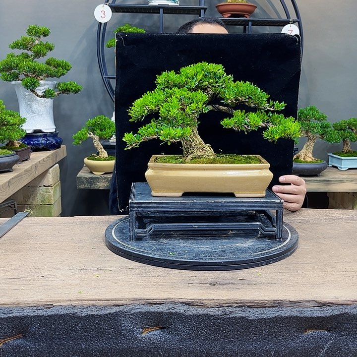 黄杨盆景四季常青不落叶