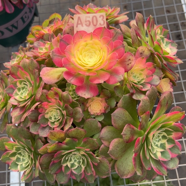 503海鲜25厘米左右