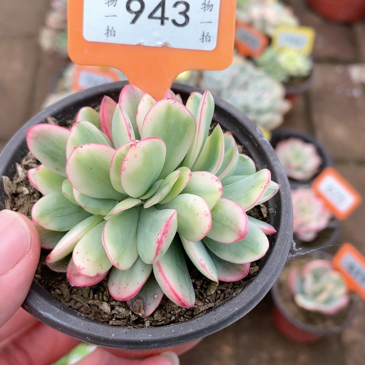 【闪购商品】943号