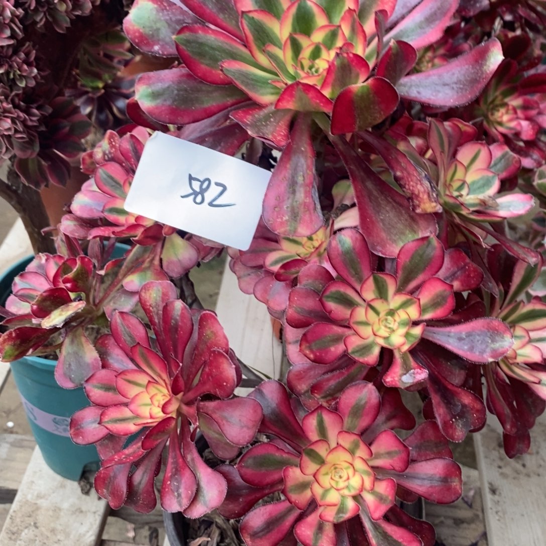 不开花植物香奈儿多肉1颗多肉