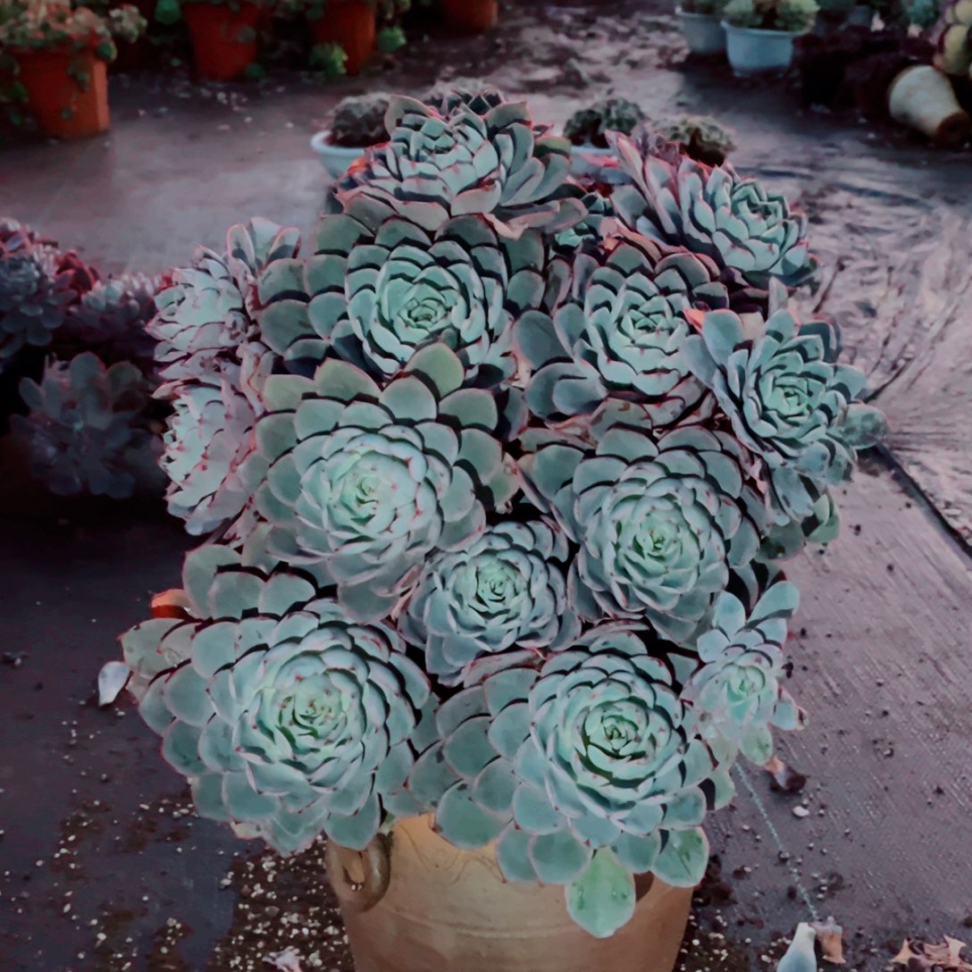 赫拉大群一颗发货