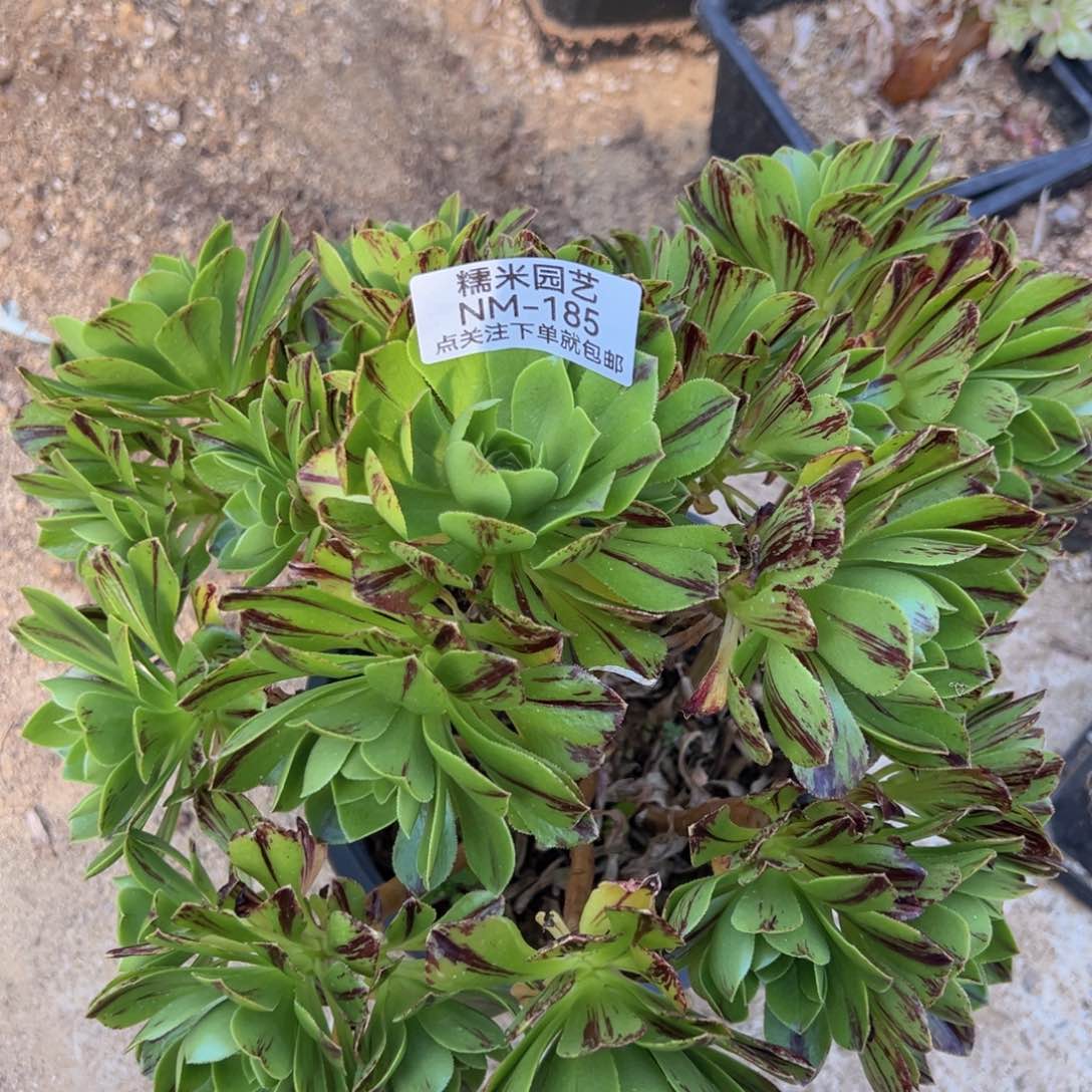 碧火多肉植物老桩185