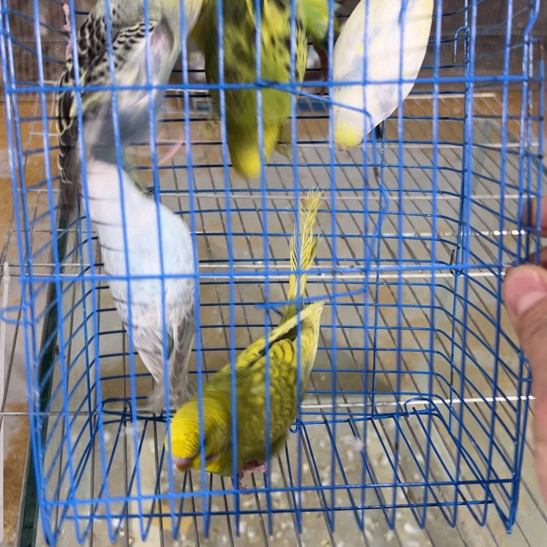 虎皮鹦鹉虎皮大头鹦鹉6只