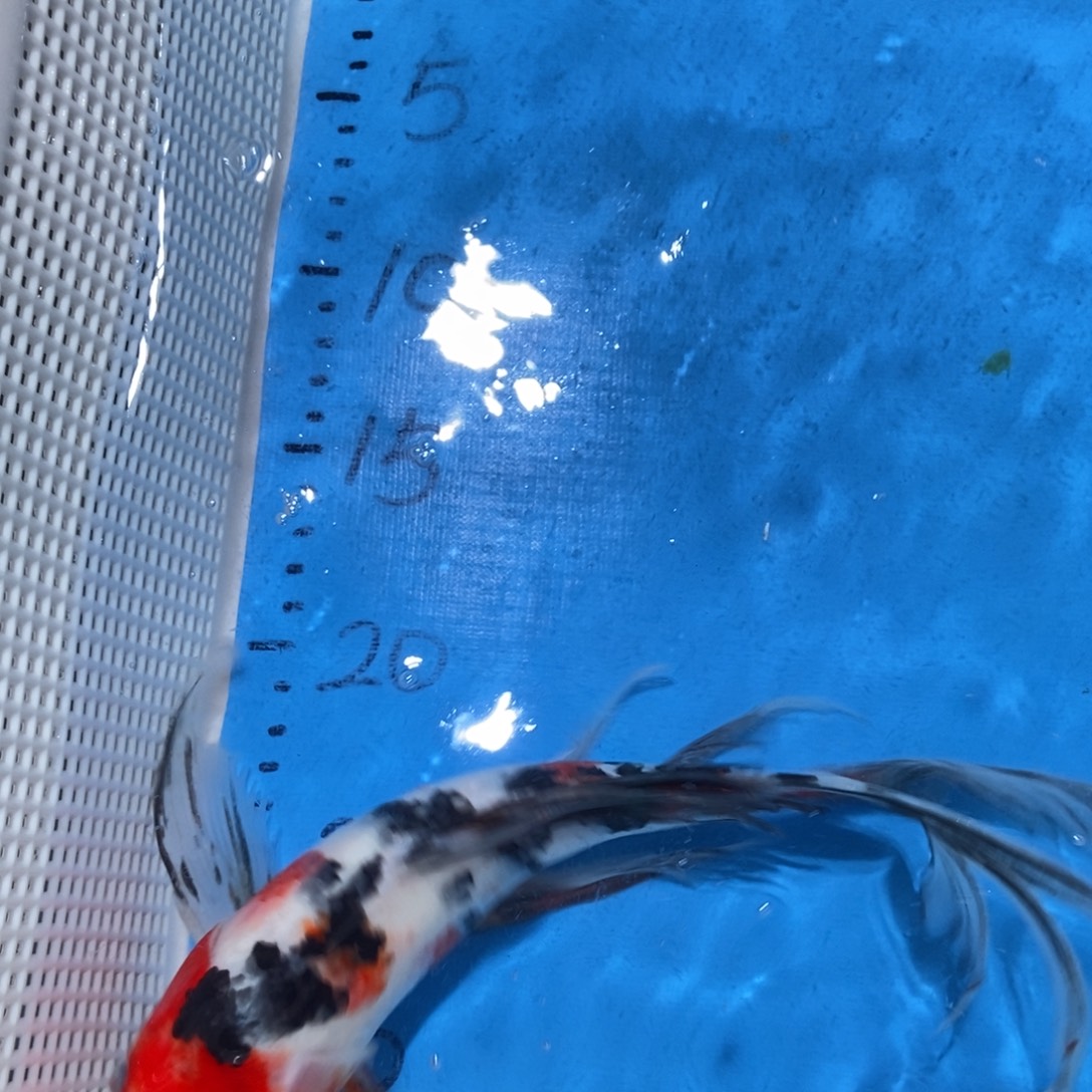 锦鲤锦鲤包邮包售后