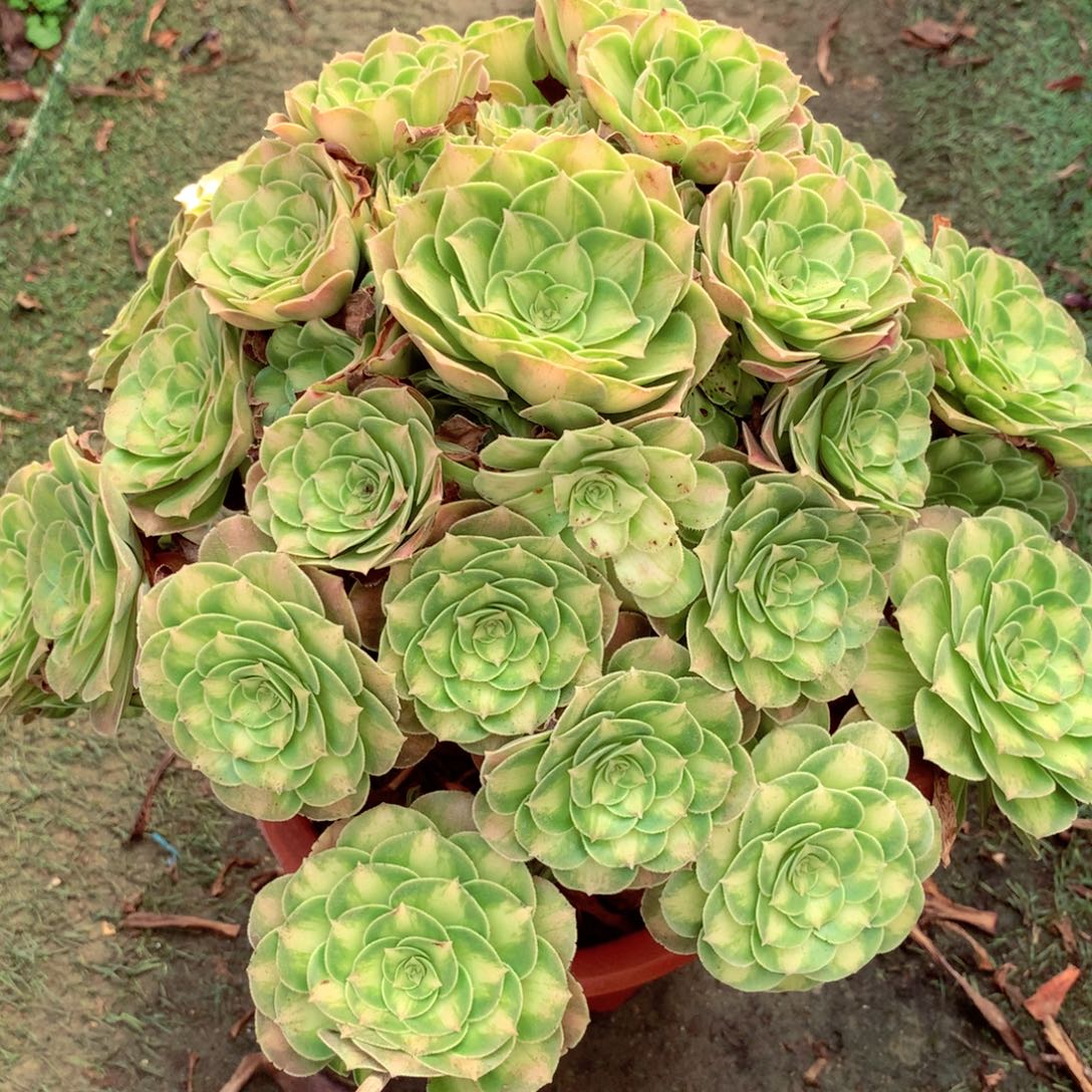 厚圆叶韶华，多肉植物
