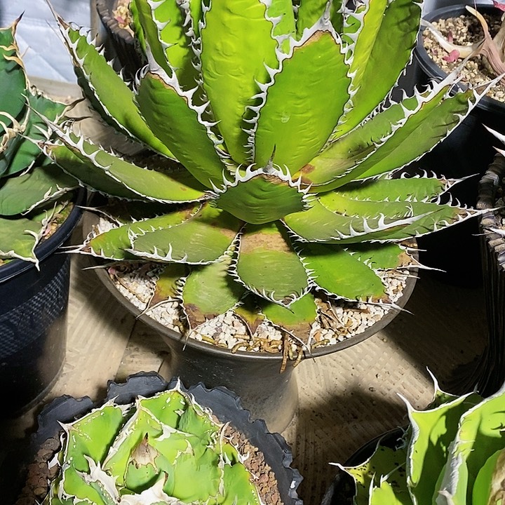 多肉植物龙蛇兰植物