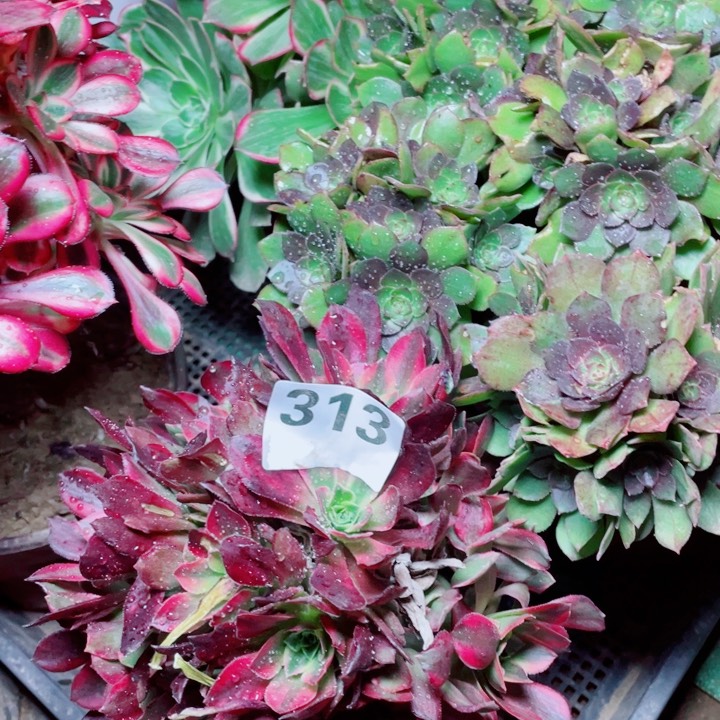 多肉植物组合313