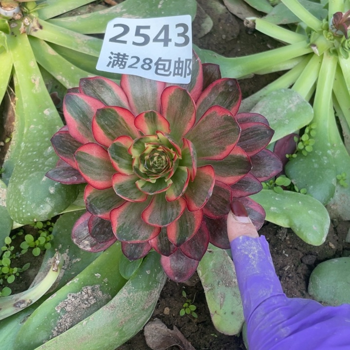 2543三号棚玫瑰嫁接R