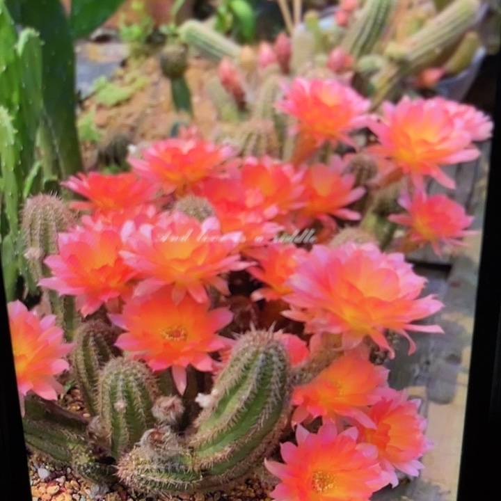 两颗小苗维罗纳白檀