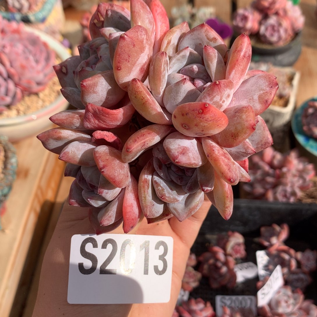 S2013 橙梦露老桩小树一头一桩 福利