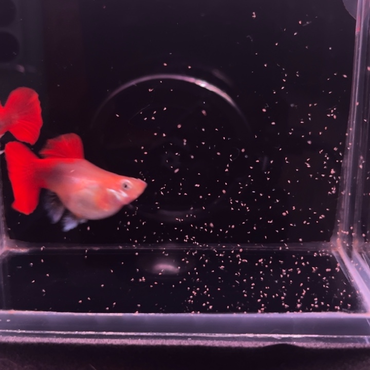 孔雀鱼黄暴球种鱼1对