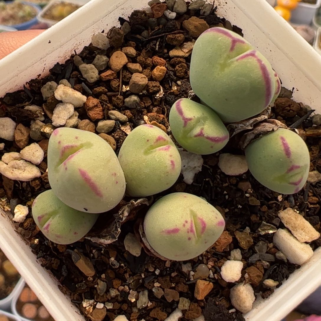 153多肉植物百科