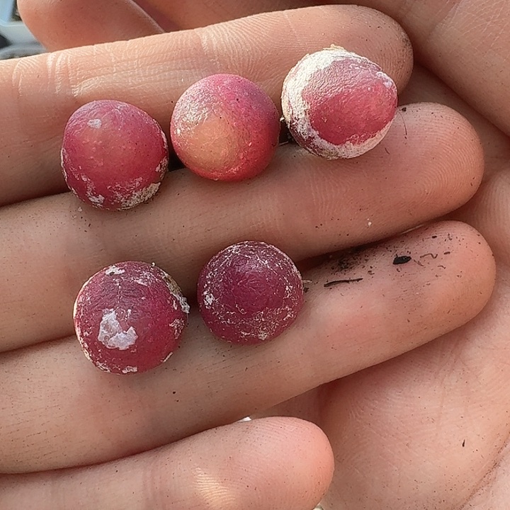 老马生石花灯泡41