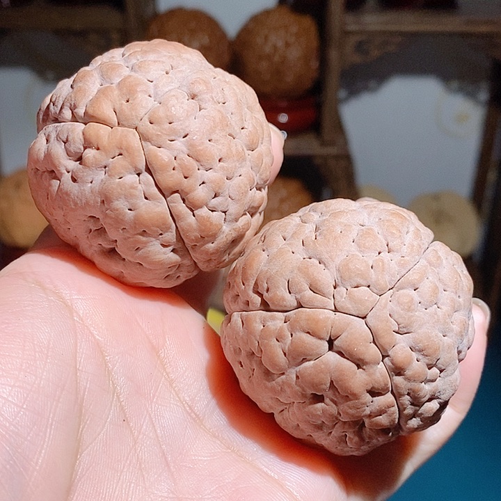 野生三瓣脑纹大金刚4750