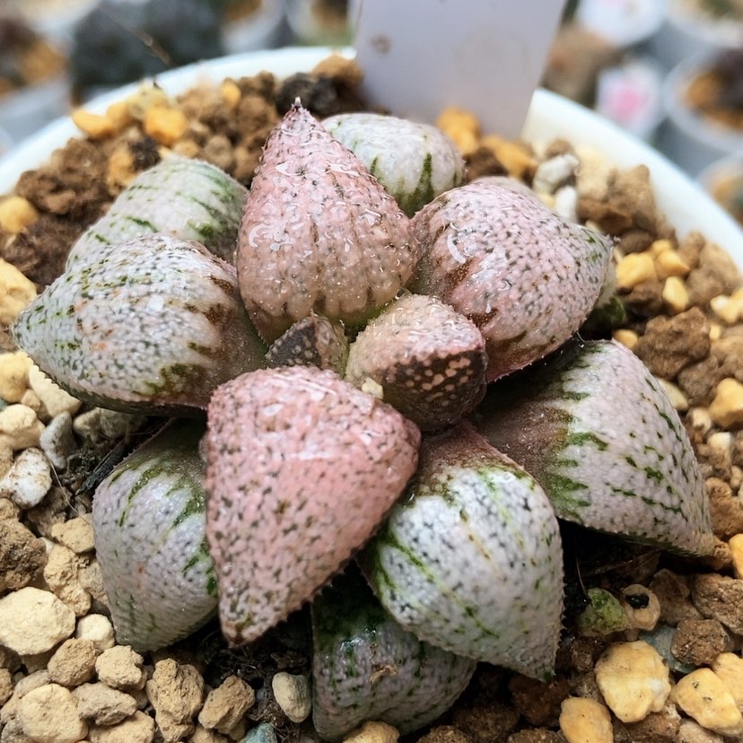 【闪购商品】红宝石101