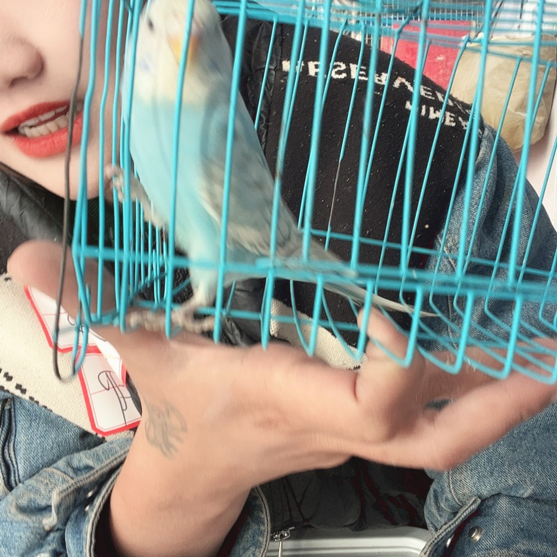 虎皮鹦鹉我的小姐姐