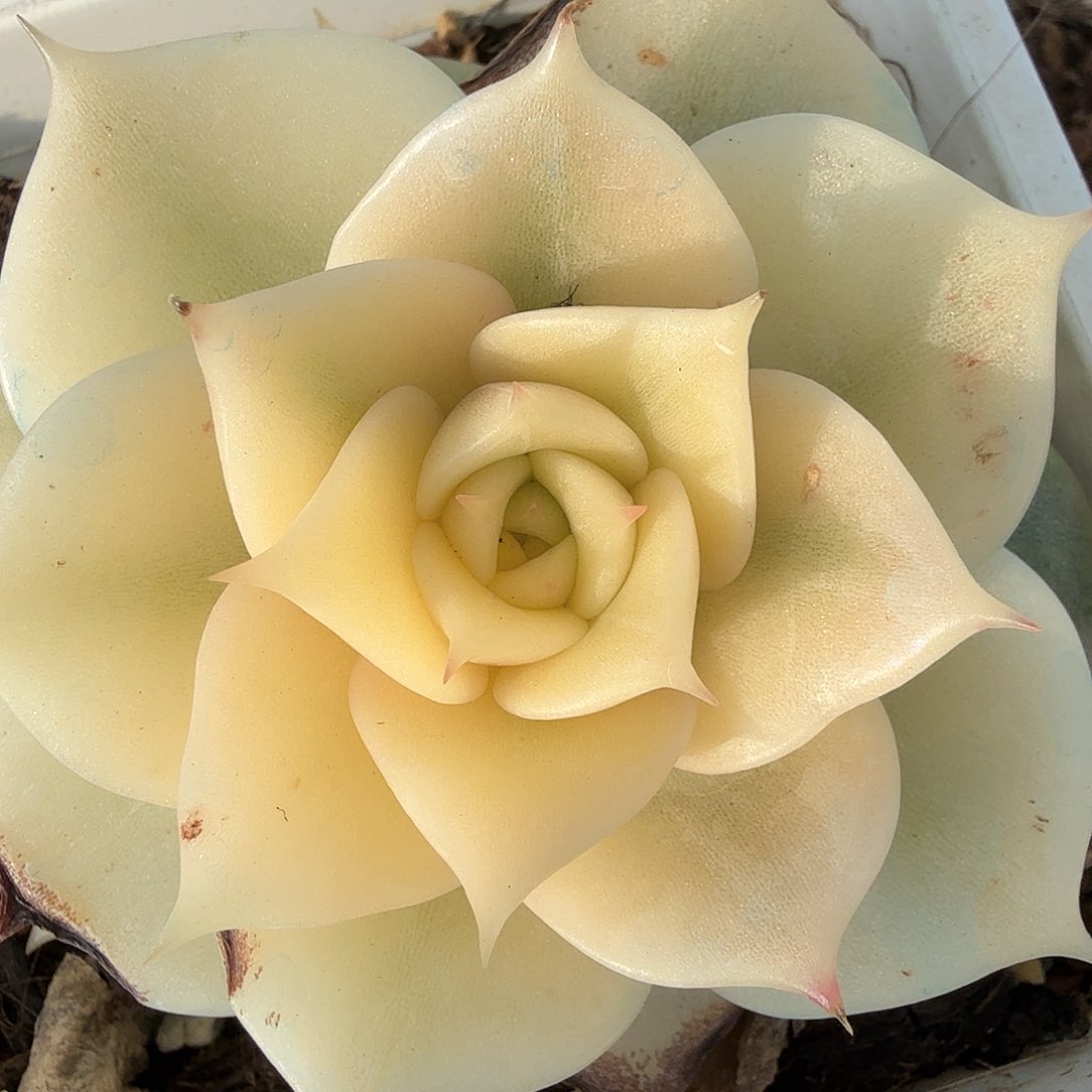 贝加尔湖锦，多肉植物