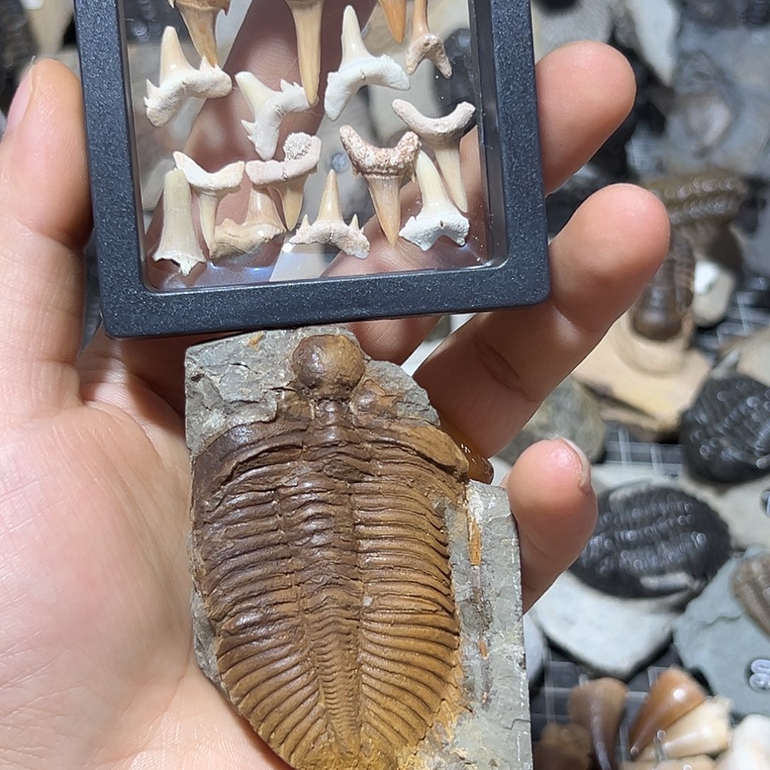 j***n古生物王冠三叶虫牙一盒