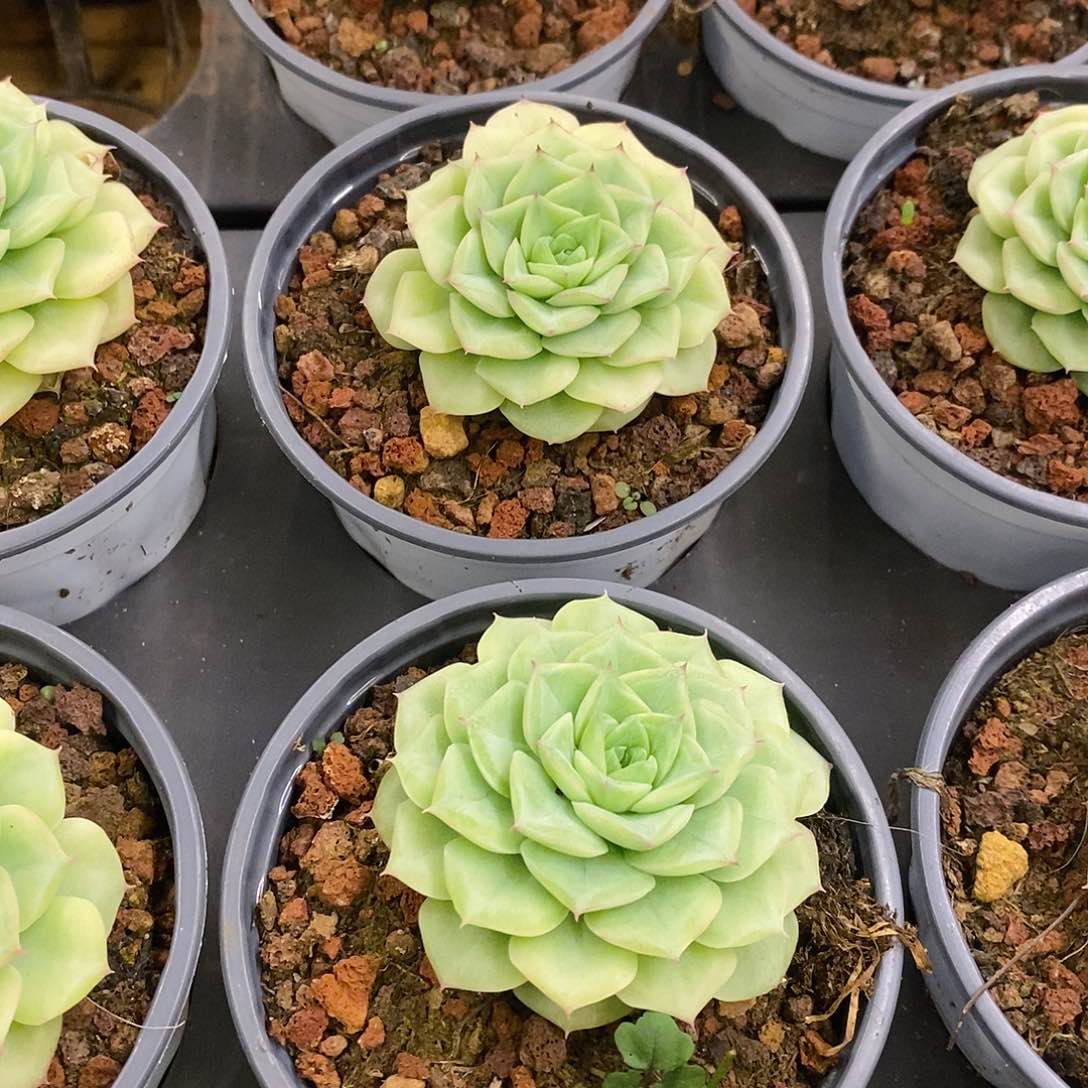 62。单头白天鹅麦杆。