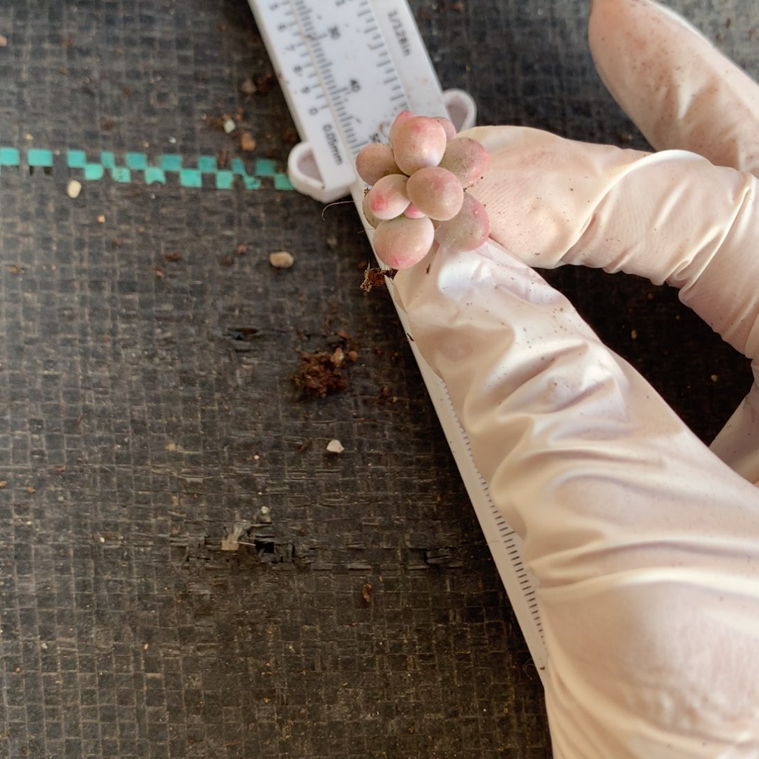 奶酪多肉叶插苗奶酪