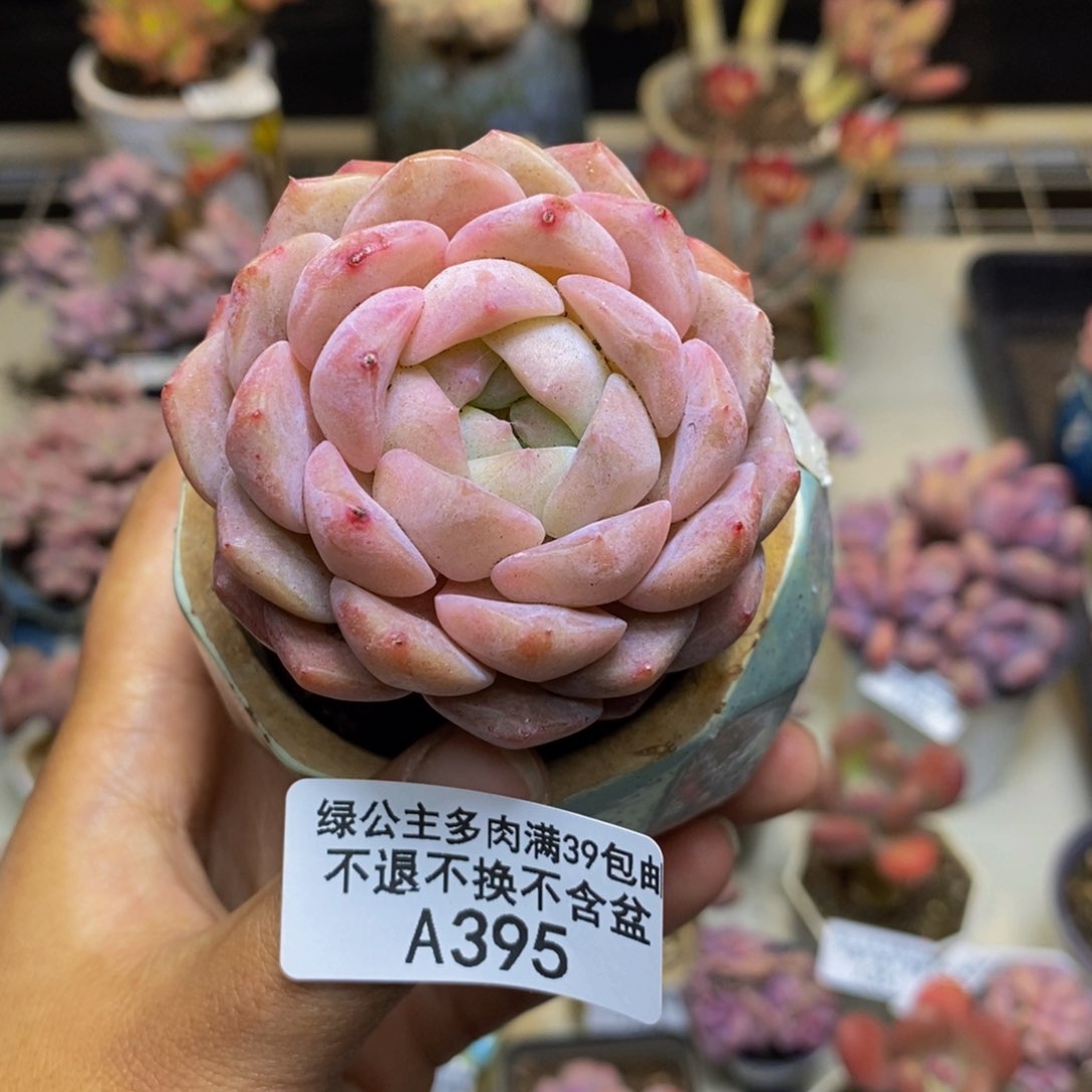 295纯爱多肉肉5c m