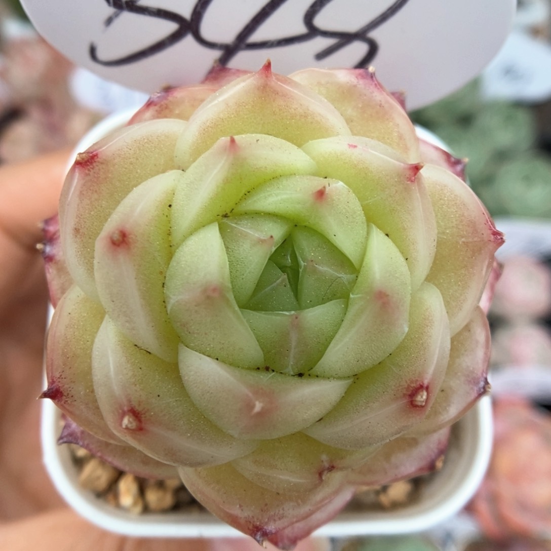 蜜蜡麦秆可拍349号。       