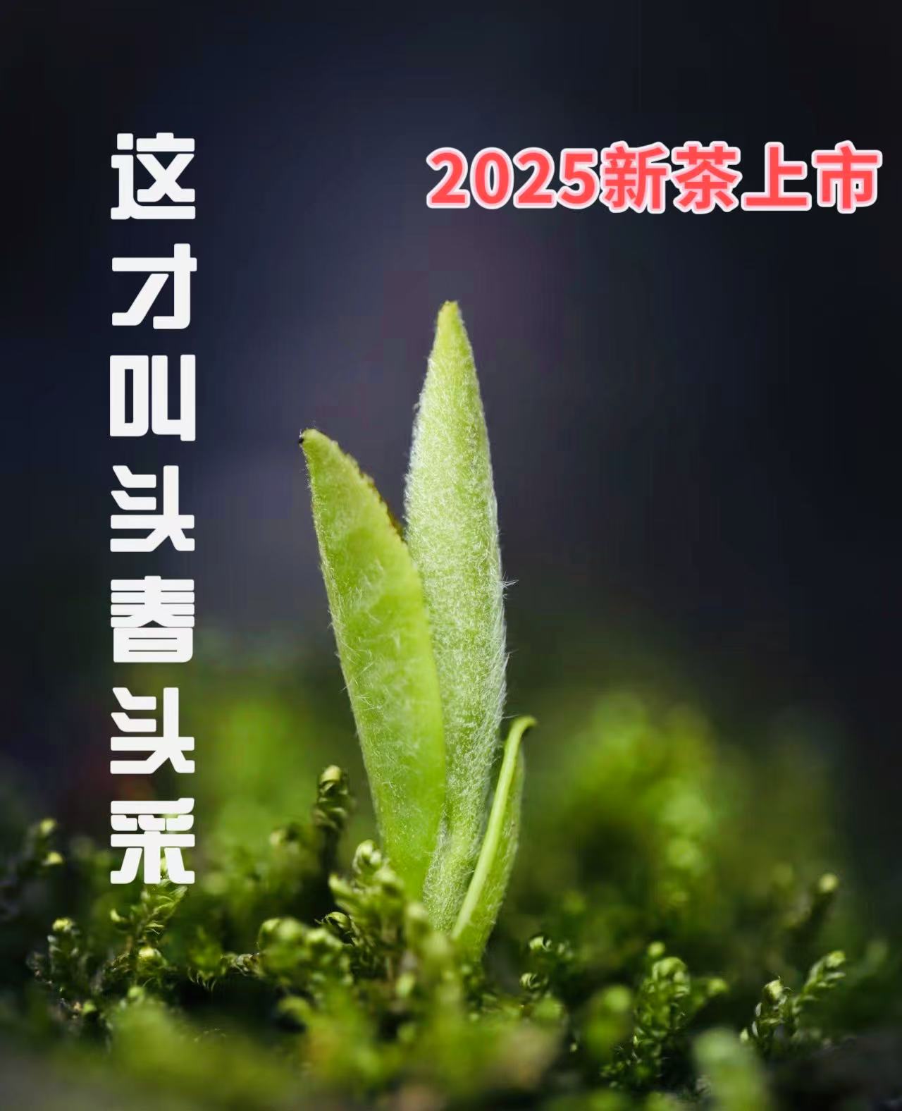 头采【1号高山云雾茶】绿茶早春头采手工茶散装花果香浓香型