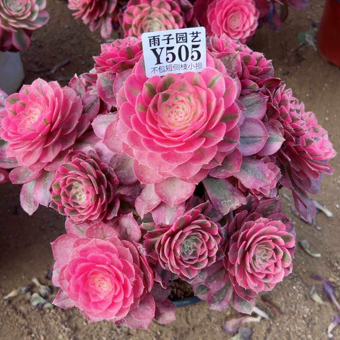 505荔枝尺寸23左右