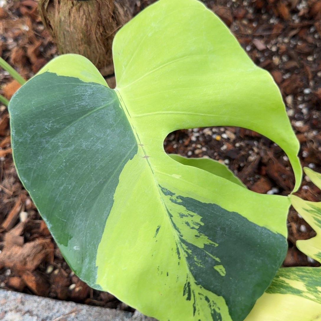 16-1126泰国发货青柠