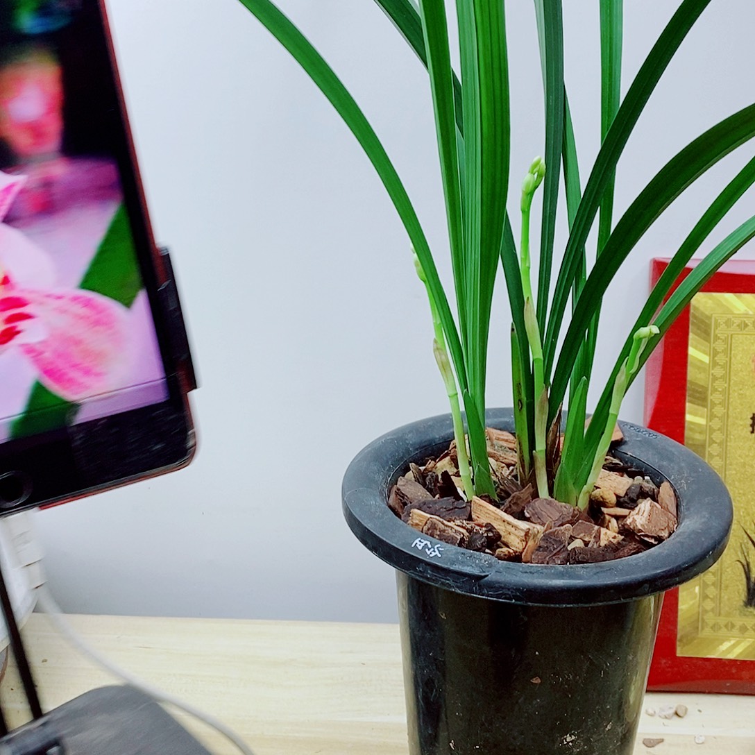 当前无花栽培后可以开花