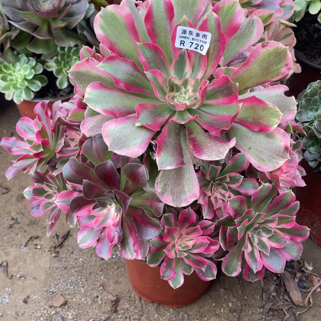 720男神多肉法师断枝不包