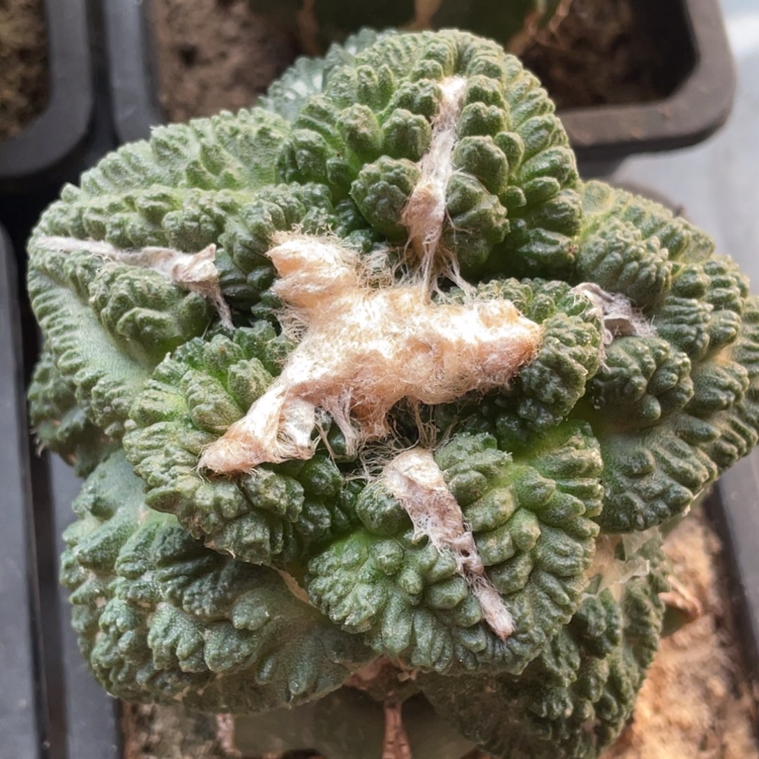 全部花朵宽犹志贺龟甲牡丹006