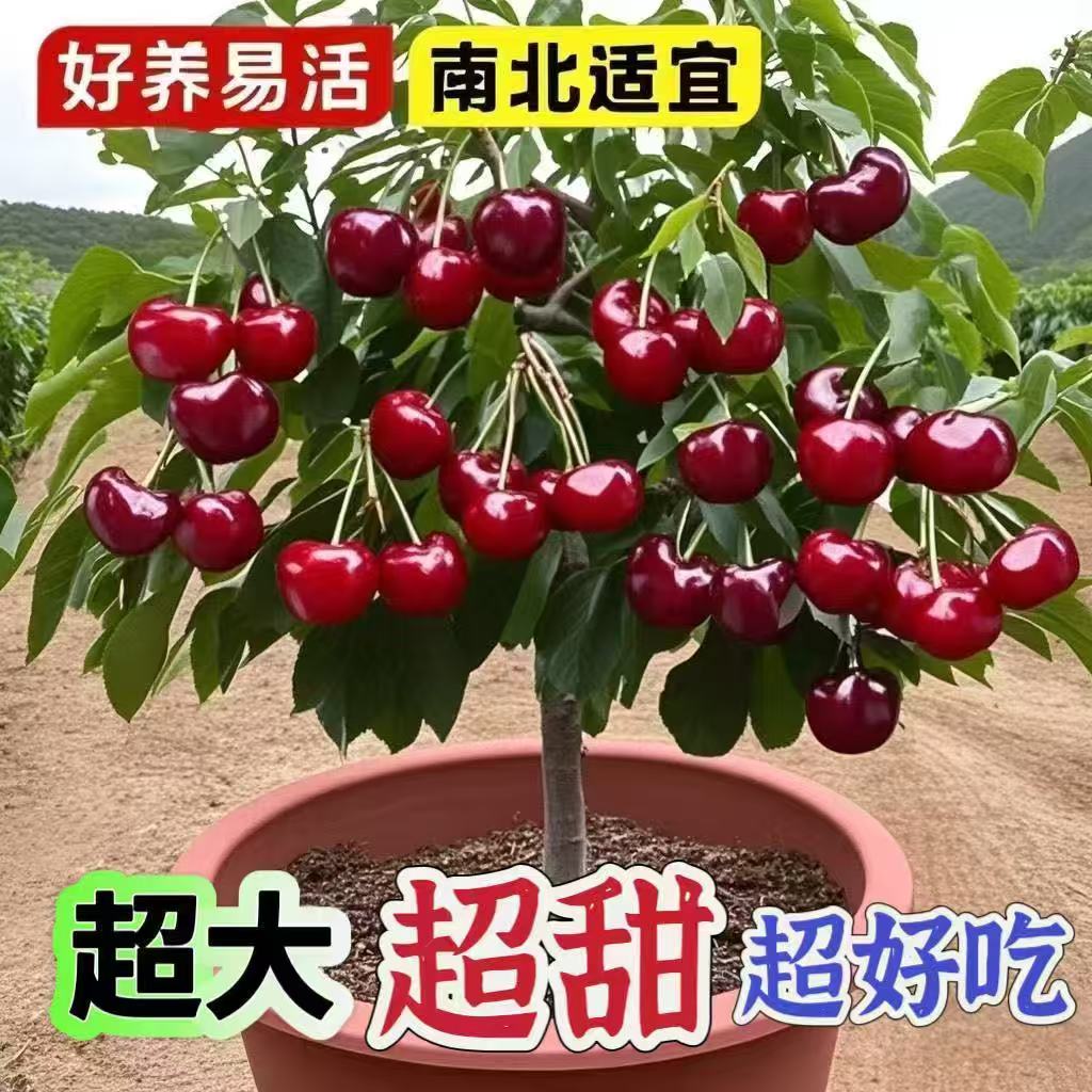 一物一拍新品种果树苗嫁接樱桃树石榴苗南北方种植果树果苗