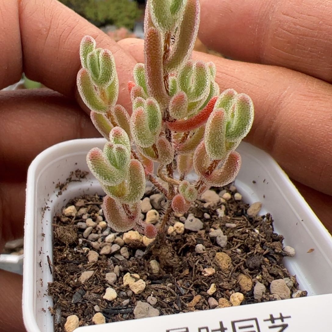 3.4多肉植物组合524